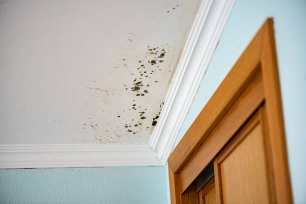 Best Mold Cleaning Services  in Strasburg, OH