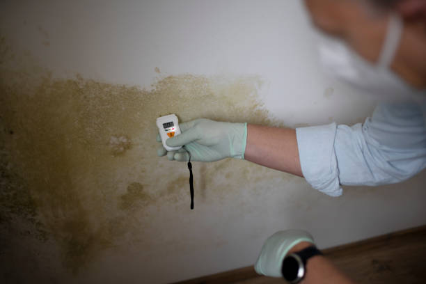 Best Mold Remediation  in Strasburg, OH