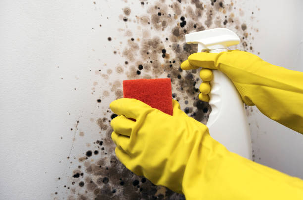 Best Toxic Mold Removal  in Strasburg, OH