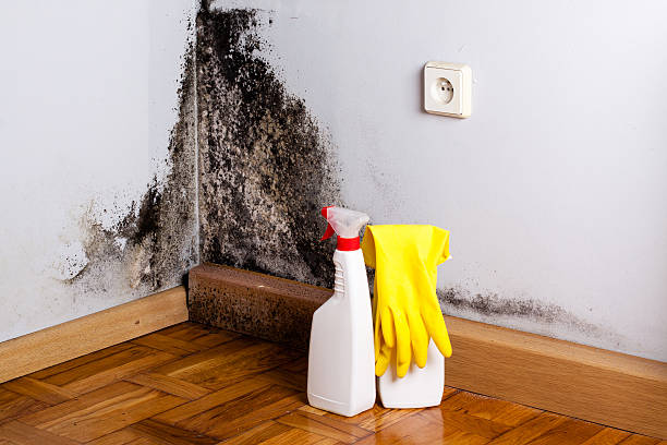 Best Certified Mold Removal  in Strasburg, OH