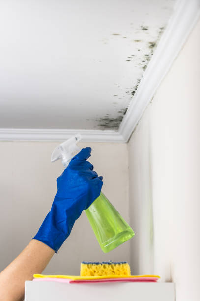 Best Residential Mold Removal  in Strasburg, OH